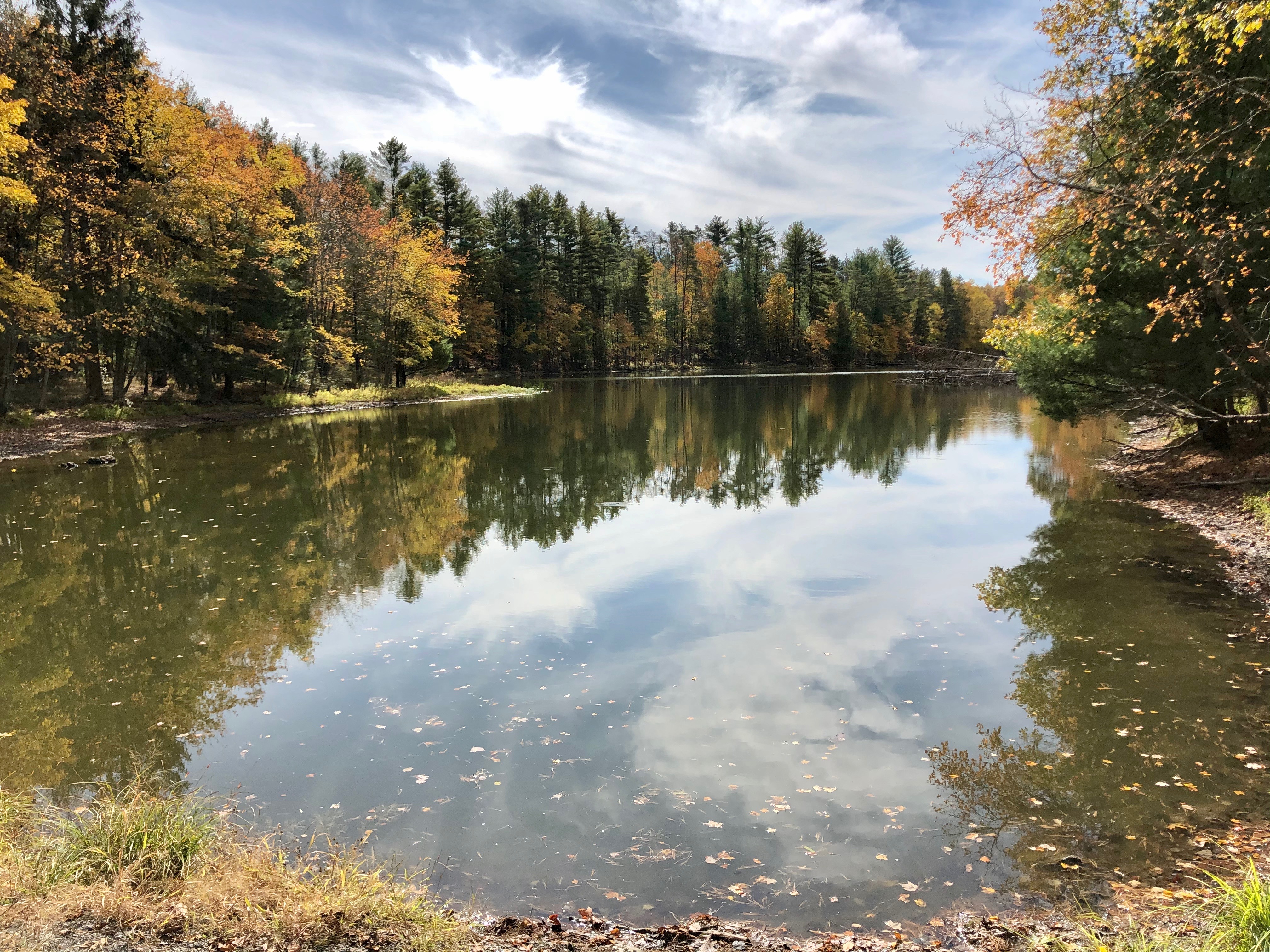 Autumn lake bush kill